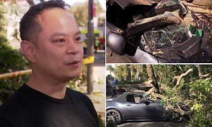 سائق أسترالي محظوظ ينجو من الموت بأعجوبة بعد سقوط شجرة على سيارته (فيديو)