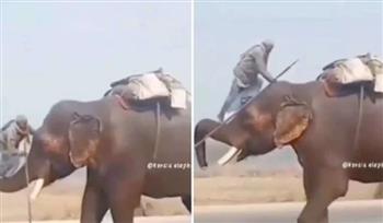 باستعمال "الزلومة".. كاهن هندي يتسلق رأس فيل عملاق لسبب غريب (فيديو)