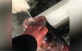 مع زيادة الإصابات.. اختبارات كورونا للأسماك في الصين (فيديو)