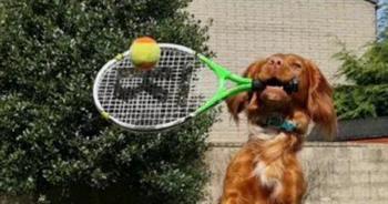 كلب يحقق شهرة واسعة بسبب لعب «التنس» (فيديو) 