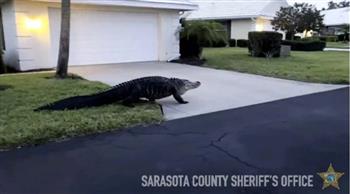 مشهد مرعب.. تمساح ضخم يتجول في مدينة أميركية (فيديو)