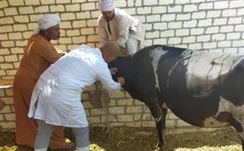 بيطري الغربية: تحصين 244 ألف رأس ماشية ضد الأمراض الوبائية حتى الآن