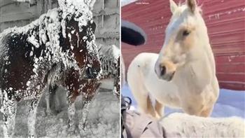 ظلت ترتجف لـ 3 أيام.. الثلوج تغطّي الخيول في حظيرة أمريكية (فيديو)