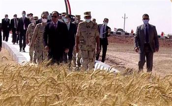 رئيس «المحاصيل الحقلية»: مصر تصل للحد الآمن من إنتاج القمح خلال عامين (خاص)