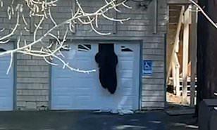 تسلق نافذة الجراج.. دب جائع يتسلق يقتحم منزلًا في كاليفورنيا (فيديو) 