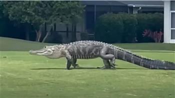 فيديو مرعب.. تمساح يتنزه في ملعب جولف ثم يعود إلى بيته في البحيرة
