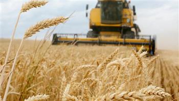 الزراعة: 5 آلاف معدة متنوعة تشارك في عمليات حصاد القمح على مستوى الجمهورية