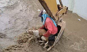 قلوب رحيمة.. عمال بناء ينقذون كلبا من الموت في الإكوادور
