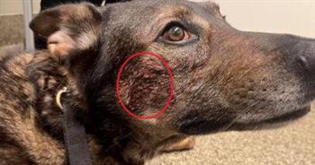 «بيسرق».. مدمن يعض كلبا بوليسيا للهرب من الشرطة