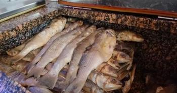 "تموين الإسكندرية": التحفظ على طنين ونصف طن أسماك مملحة مجهولة المصدر
