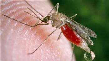 اليوم العالمي للملاريا.. آخر إحصائيات الإصابة به