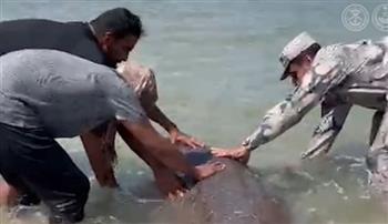 فيديو.. لقطات مدهشة لإنقاذ كائن بحري علِق في الشباك بأحد شواطئ تبوك