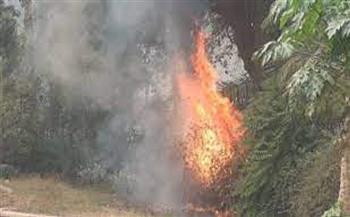 استمرار توافد الزوار على حديقة الأورمان بعد السيطرة على الحريق