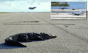 تمساح يعطل الحركة فى قاعدة أمريكية بفلوريدا.. وإدارتها تطلب الدعم