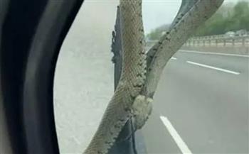 ظهر على زجاج سيارته.. ثعبان يفاجئ رجل بريطاني أثناء القيادة (فيديو)