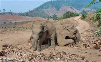 فيل رضيع يحرس جثة والدته بعد أن أكلت محاصيل سامة في تايلاند (فيديو)