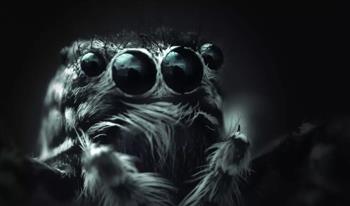 تأكله الإناث بعد التزاوج.. علماء يكتشفون قدرة غريبة لدى عناكب «الجرم السماوي»
