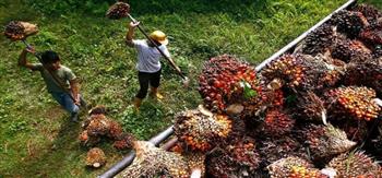 إندونيسيا تعلق جميع صادرات زيت النخيل