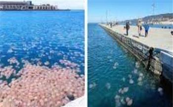مشهد حيّر العلماء.. الآلاف من قناديل البحر تغزو شاطئ إيطالي
