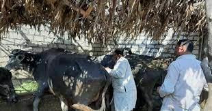 بيطري الغربية: تحصين أكثر من 253 ألف رأس من الماشية ضد الأمراض الوبائية
