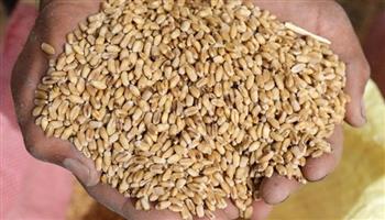 "زراعة كفر الشيخ": توريد 5 آلاف و464 طنا من القمح لشون وصوامع المحافظة
