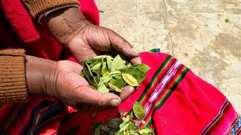حكومة بيرو تخطط لشراء كامل محاصيل نبات الكوكا