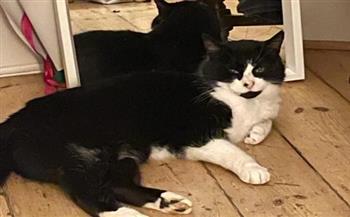 جمع شمل قطة مع ذويها بعد 9 سنوات من فقدانها