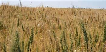 محافظ الشرقية: موسم حصاد وتوريد القمح هذا العام استثنائي