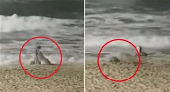 فيديو مرعب.. ذئب يهجم على وجه طفلة على شاطئ بكاليفورنيا