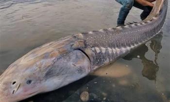 طوله 6.8متر.. صياد يعثر على كائن غامض في أعماق نهر بكندا
