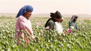 الفاو: نيوزيلندا ستقدم دعماً للمزراعين الأفغان بقيمة 2 مليون دولار