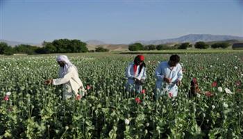 واشنطن ترحب بإعلان طالبان حظر زراعة والاتجار في القنب بجميع أنحاء أفغانستان