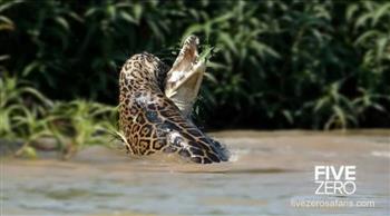 «أم فارس» تغوص في النهر وتخرج بتمساح شرس بين أنيابها (فيديو)