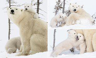 أشبال الدب القطبي المولودة حديثًا تستكشف الجليد لأول مرة مع والدتهم (صور) 