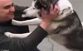 لحظة مبهجة لكلبة أوكرانية بعد لم شملها مع صاحبها (فيديو)