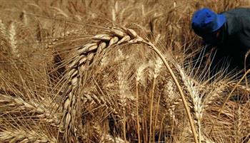 مدير «المحاصيل الحقلية» يكشف استعدادات موسم توريد القمح