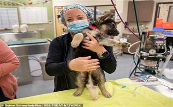 عملية جراحية نادرة تنجح في انقاذ حياة كلب مولود بـ6 أرجل وأعضاء زائدة 
