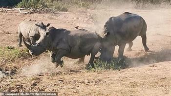 «غريزة الأمومة».. أنثى وحيد القرن تحارب ذكر للدفاع عن صغيرها (فيديو)