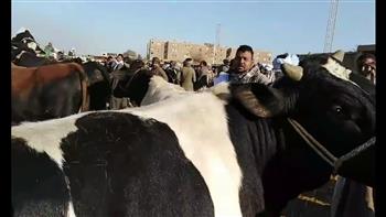 قوافل إرشادية وتوعوية بأسواق الماشية بكفر الشيخ