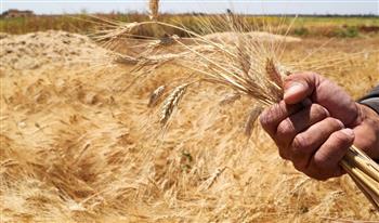 حقيقة تعقيد إجراءات توريد محصول القمح من المزارعين للموسم الحالي