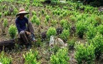 مزارعو الكوكا في كولومبيا يعرقلون عمل الجيش 
