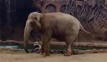 فيل يستنجد بحارس حديقة لإنقاذ ظبي صغير من الغرق (فيديو)