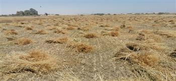 بدء موسم حصاد القمح بمركز البحوث الزراعية بجامعة المنيا