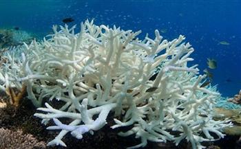 أستراليا: 91٪ من الحاجز المرجاني العظيم تعرض إلى "التبييض''