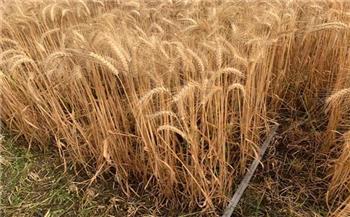 الطاقة الذرية : تطوير أصناف من القمح يرفع إنتاجية المحصول 33%