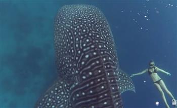 يختبئ في البحر الأحمر.. اكتشاف قاتل أكبر سمكة في العالم (فيديو)