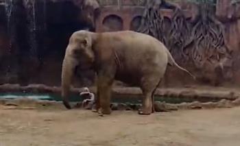 لحظة إنقاذ ظبي عالق في بركة بسبب بكاء فيل (فيديو)