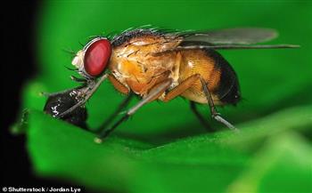 دراسة: ذبابة الفاكهة تعطي الأولوية للتزواج عن البقاء على قيد الحياة 