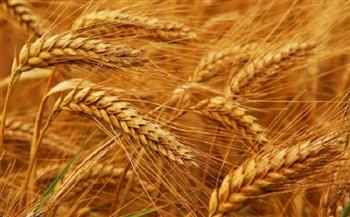 الهند تحظر صادرات القمح على خلفية تعرض أمنها الغذائي للتهديد 