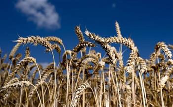 فاينانشال تايمز: المجاعة تهدد العالم .. حالة استنفار بسبب ارتفاع أسعار القمح 